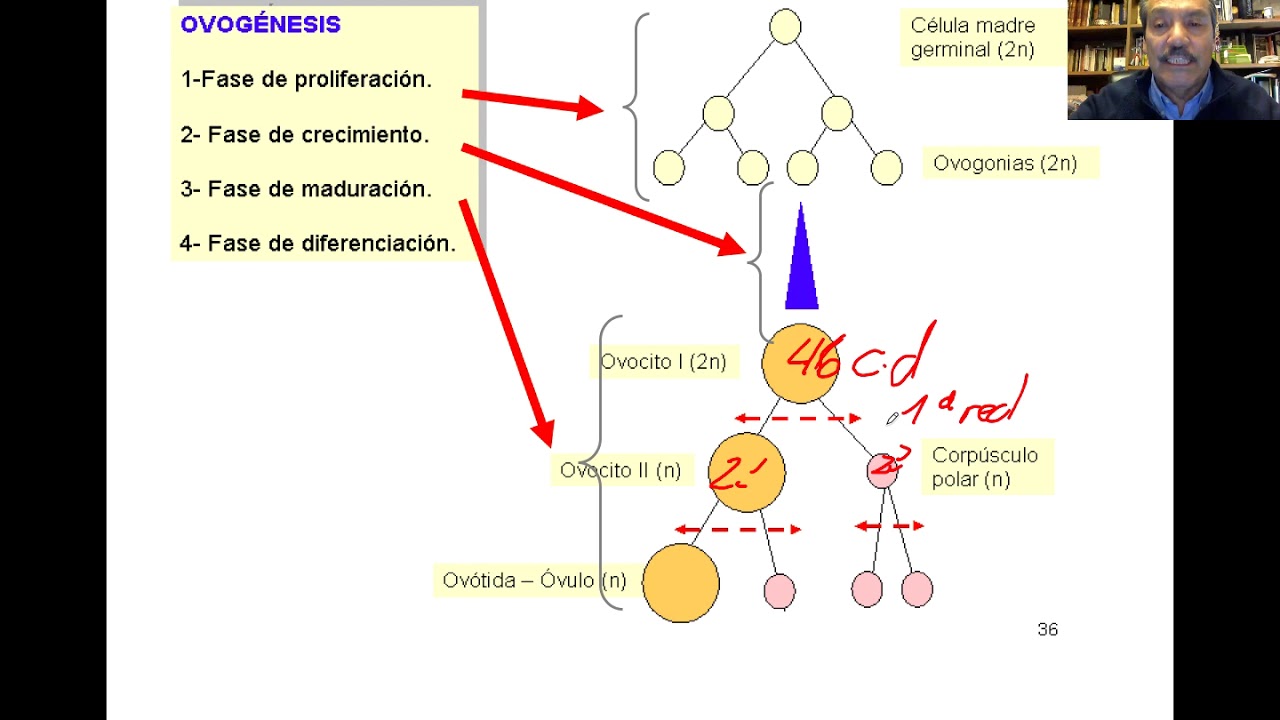Meiosis. Gametogenesis femenina y masculina