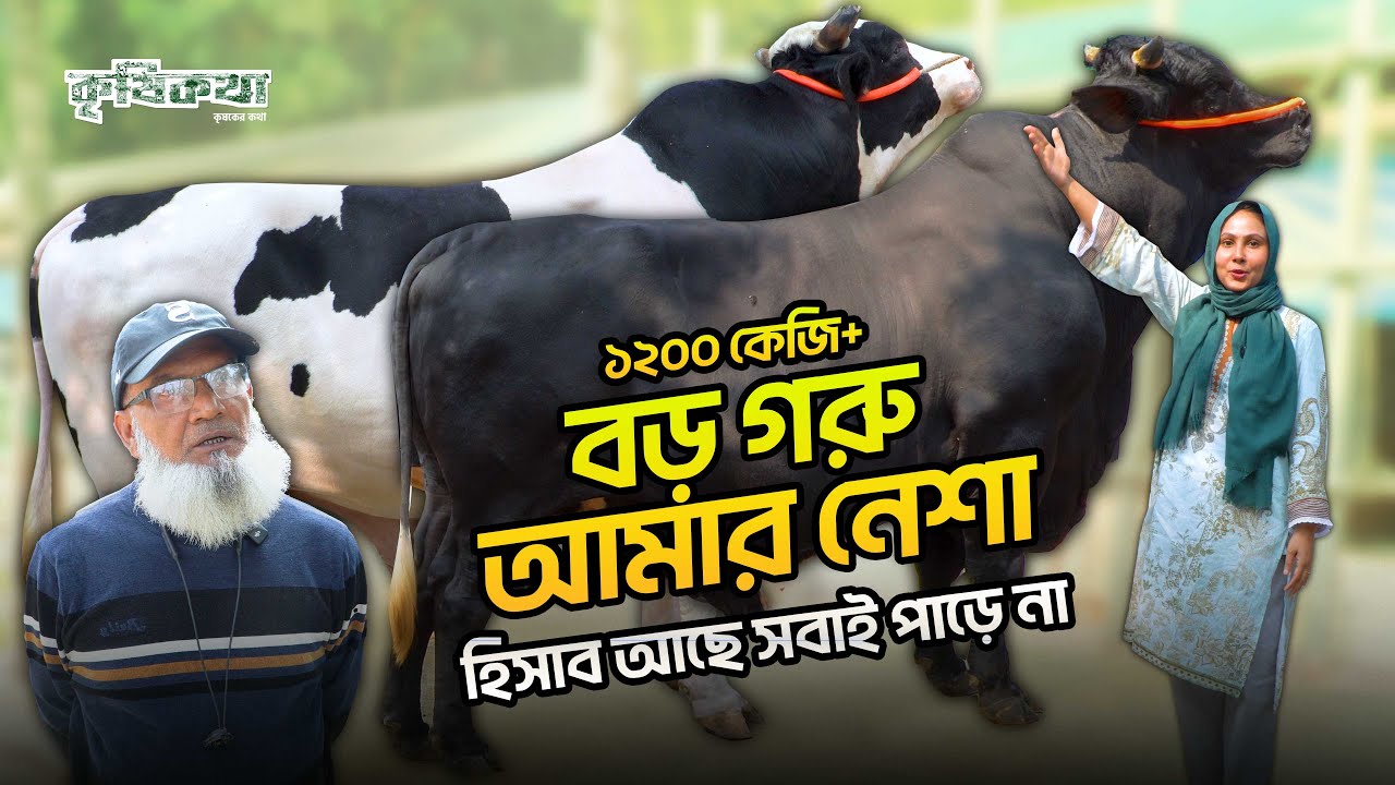 বড় গরু আমার নেশা, ছোট গরুতে আমার হবে না। ১২০০ কেজি+ হবে ইনশাআল্লাহ। তাজুউদ্দীন এগ্রো, চুয়াডাঙ্গা