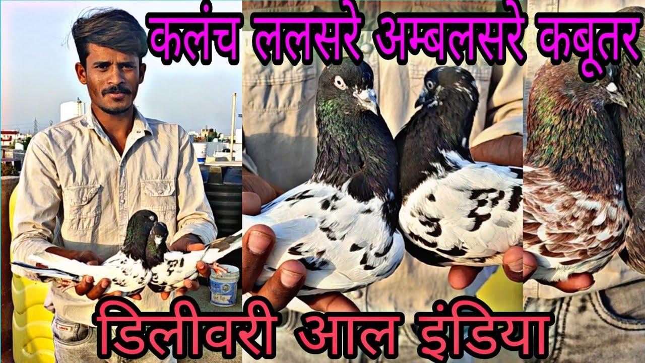 कलंच कबूतर अम्बलसरे और सहारनपुरी कबूतर | AMBALSARE KALANCH KABUTAR | BHOPAL PIGEONS |
