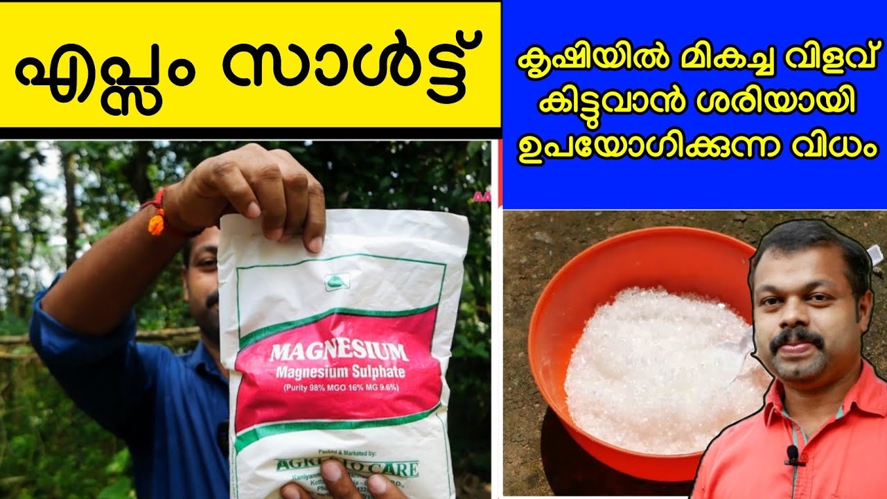 എപ്സം സാൾട്ട് ശരിയായി ഉപയോഗിക്കുന്ന രീതികൾ | How to use Epsom Salt for Plants | Epsom Salts Benefits