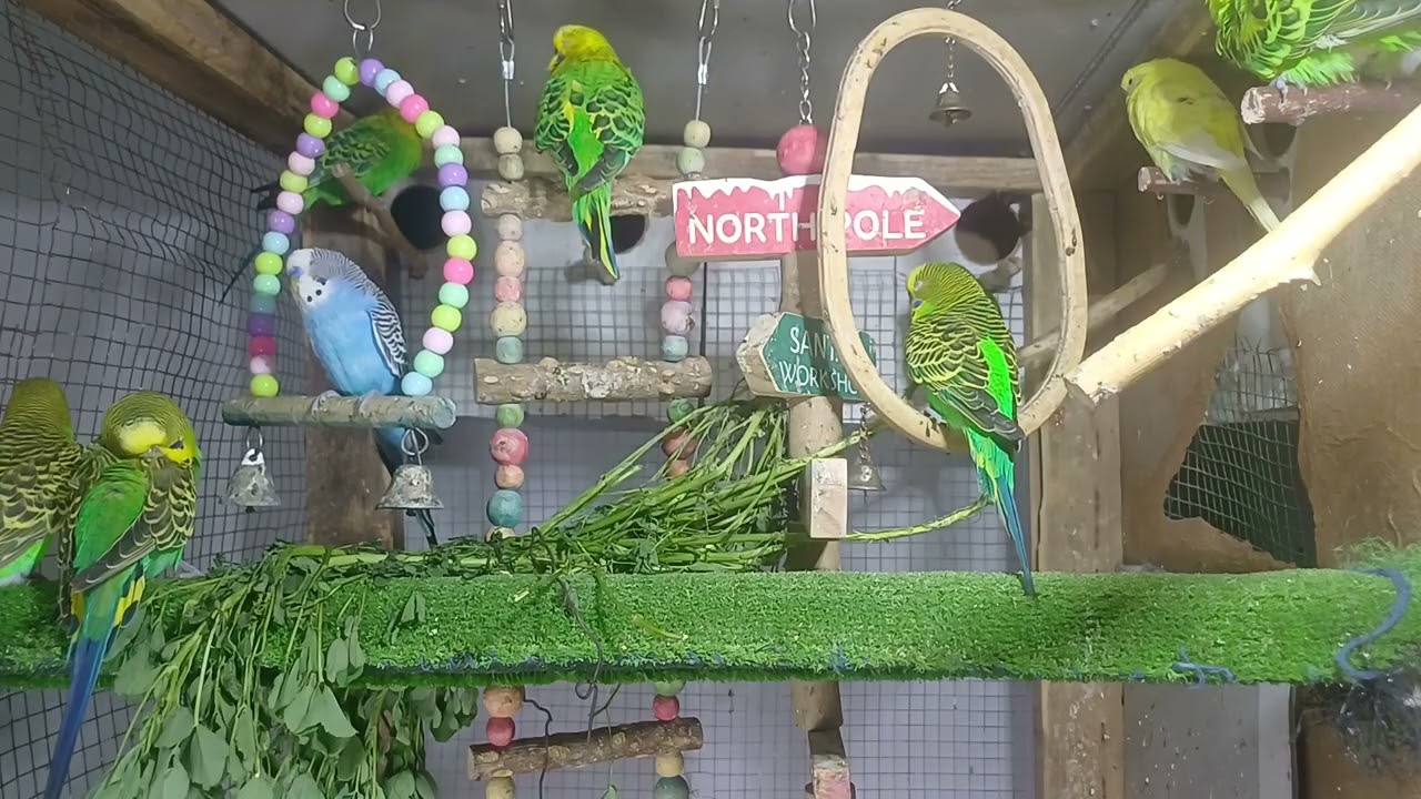 It talks in a way that leaves us speechless 😳🦜
