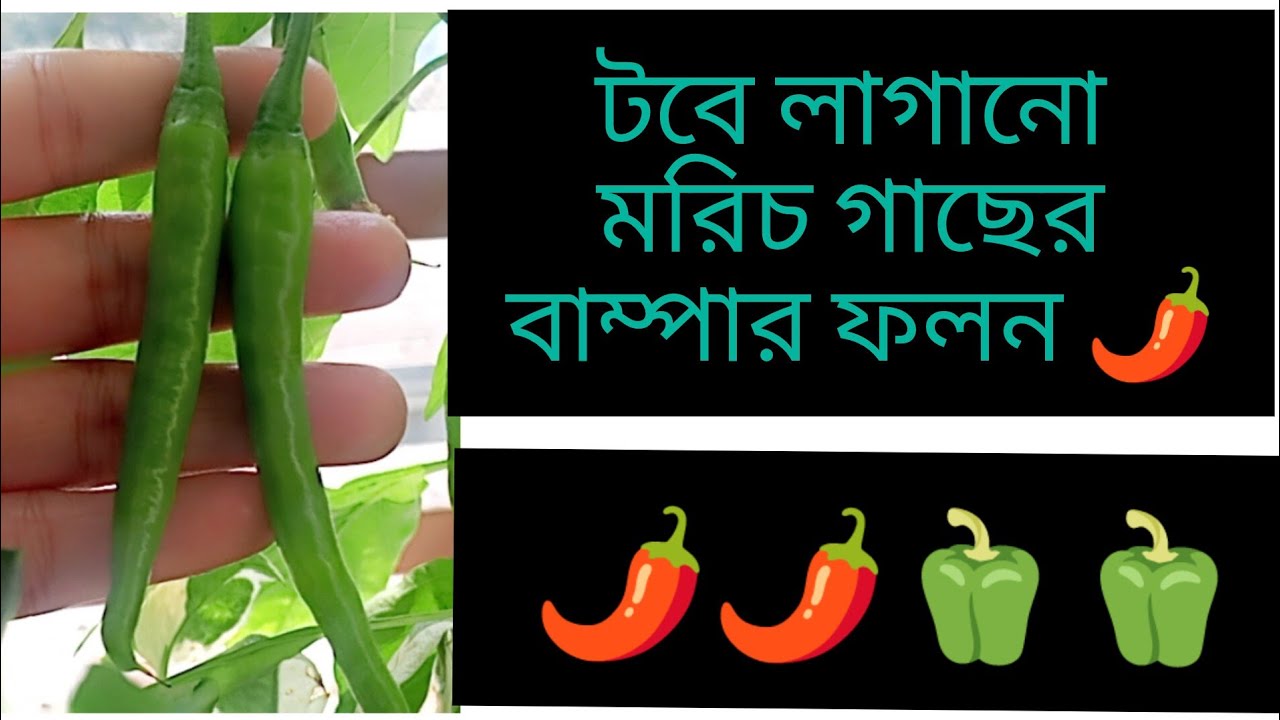 “আমার ছোট বারান্দার বাগান” #dailyvlog #banglavlog#BalconyGarden#vlog #ছোট_বারান্দার_বাগান