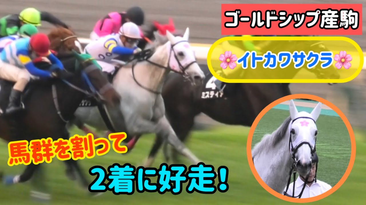 【ゴールドシップ産駒】おっとり”いと可愛い”けどレースではかっこよく馬群から抜け出し2着に好走するイトカワサクラ🌸