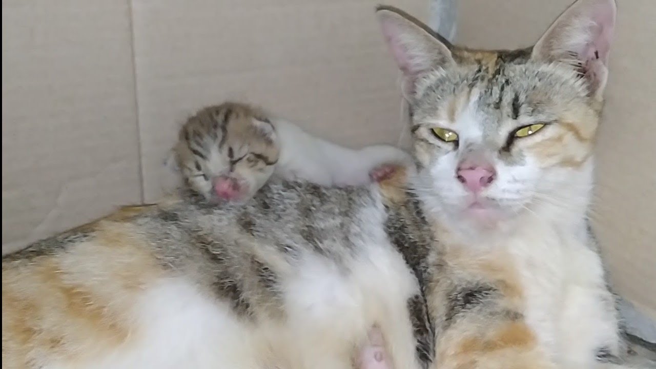 Mother Cat Moving Her Kittens From Box To Floor