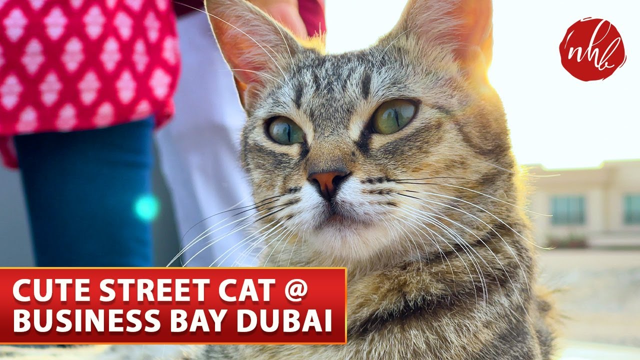 Best Moments of A Street Cat at Dubai | Cute Kitty