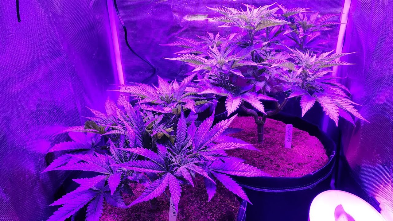 Skywalker OG at flower week 1 (day 4) / day 47 from seed 🌱
