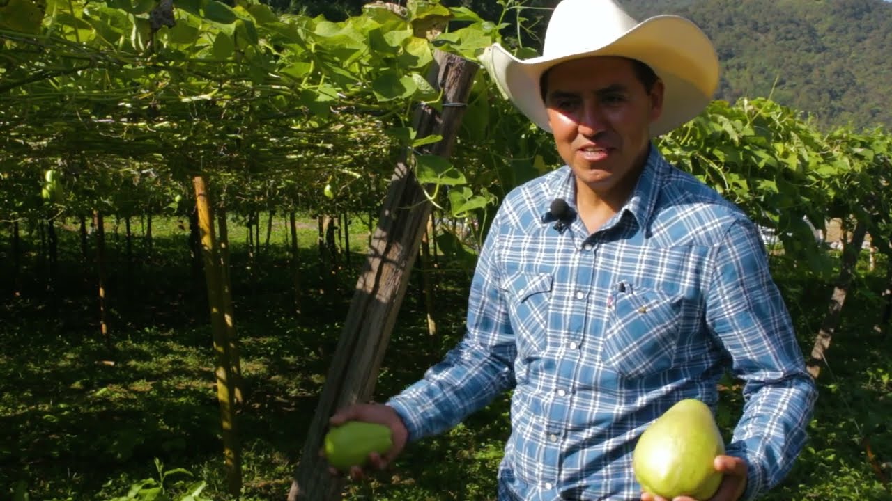 Félix Gomez, Productor de chayote