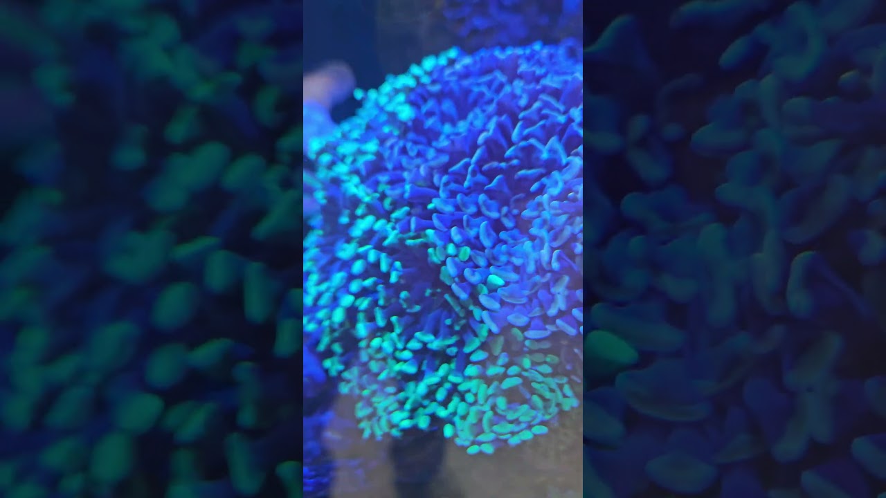 this is one giant pile of hammer corals 