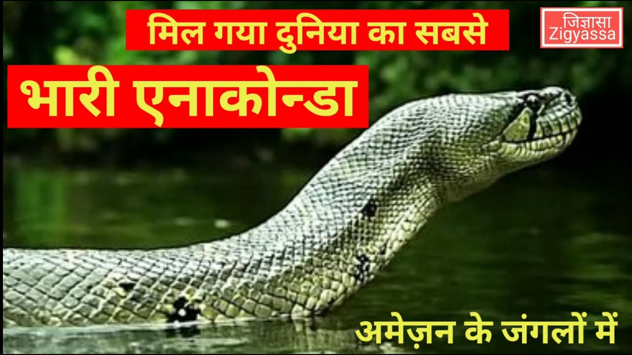 मिल गया दुनिया का सबसे भारी एनाकोंडा अमेज़न के जंगलों में | heaviest anaconda found in Amazon forests