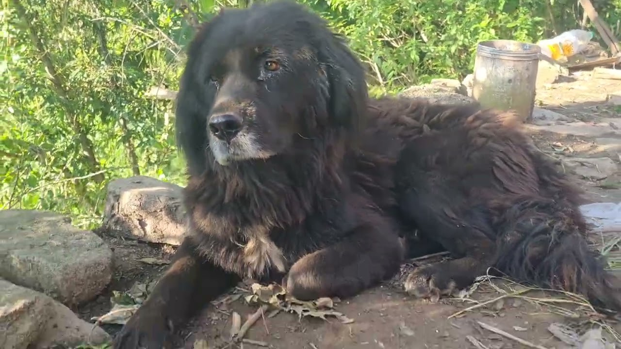 असली भोटिया कुत्ते की पहचान Uttarakhand mai purane nasal ke bhotiya dog kese hote dhekhe video Mai 🙏