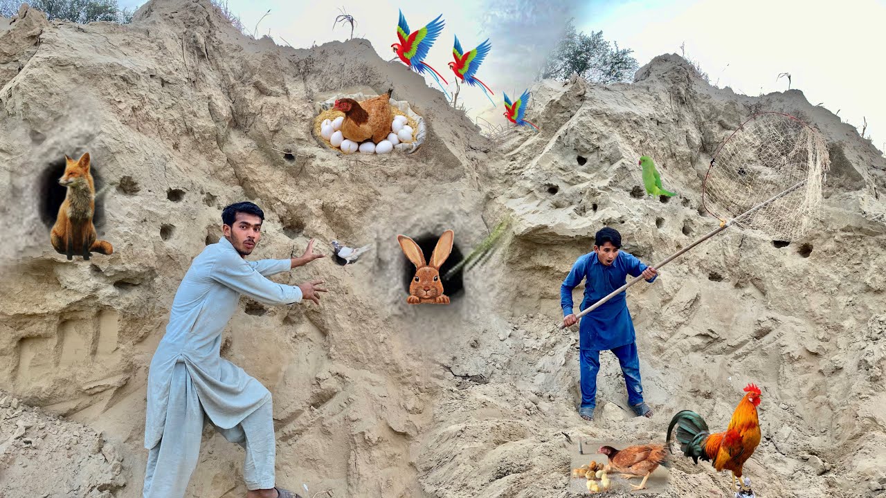 Aj Hum Nay Gungli Murga 🐓 Or both Sary rabbit Pakar Liya 🐇