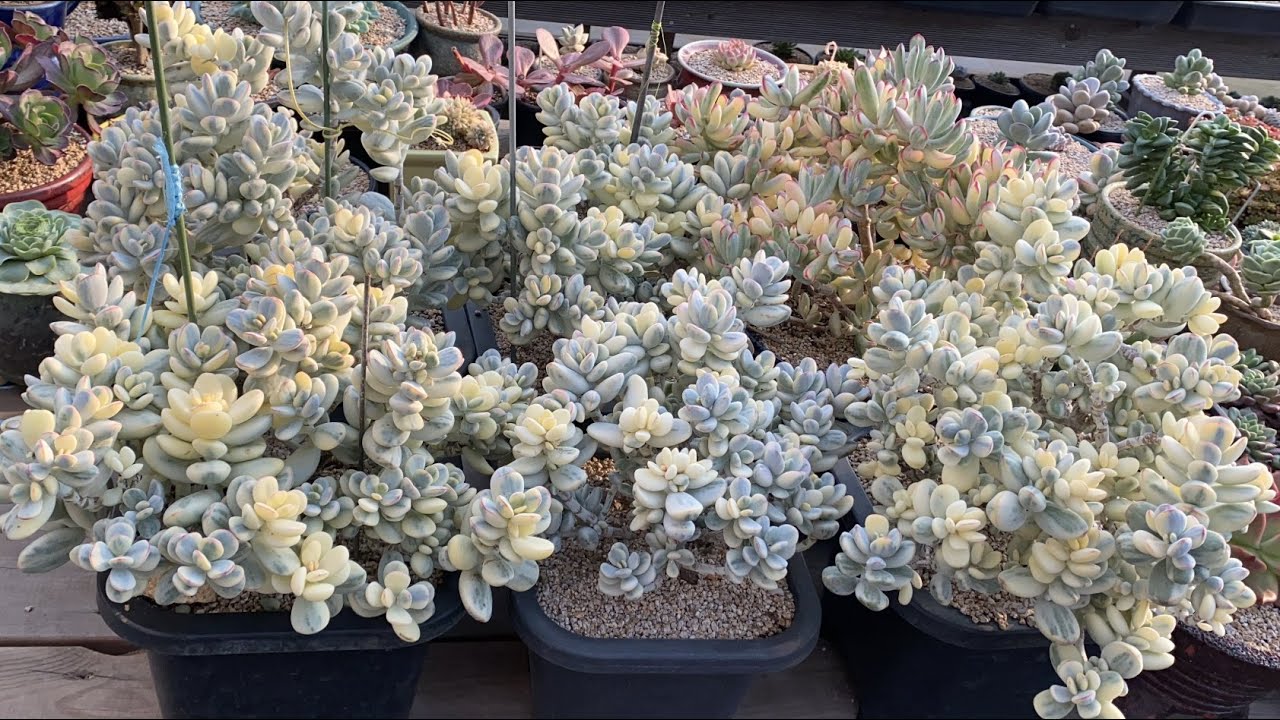 Happy Sunday ❤️who want some candy 🍭☺️:cotyledon orbiculata variegated #多肉植物 #多肉植物寄せ植え #다육식물 #다육이들