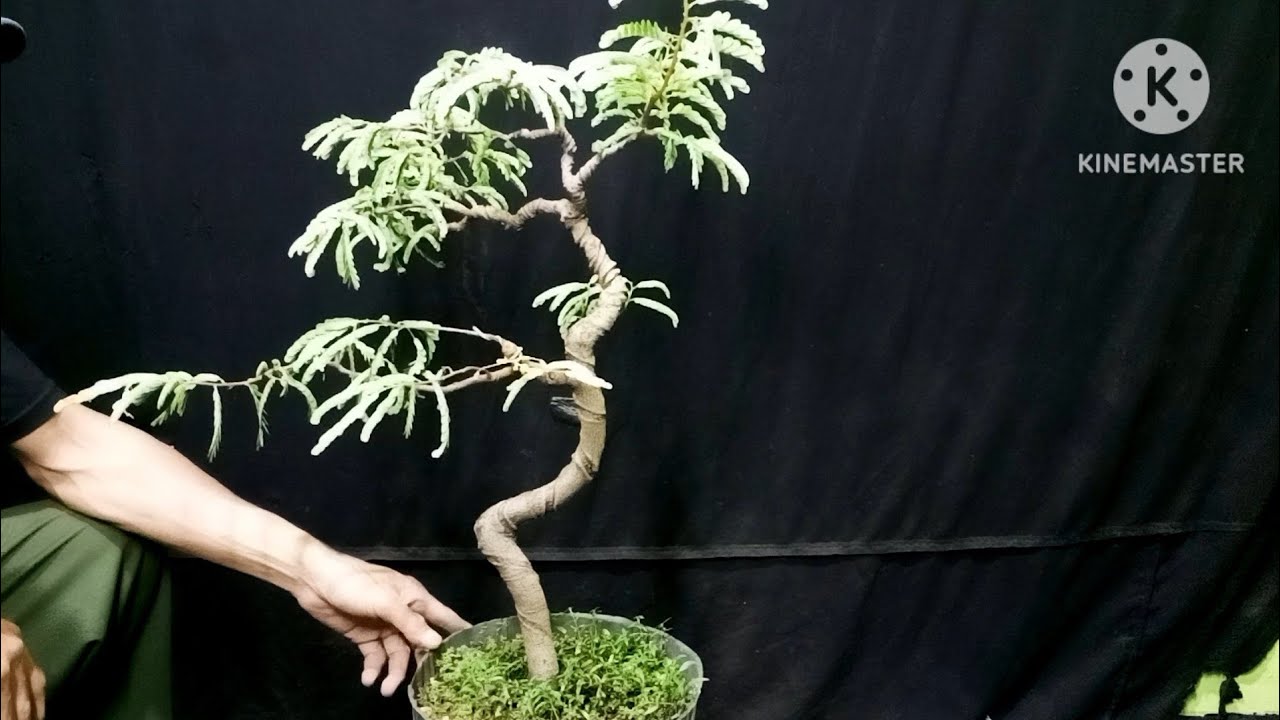 Cara Perawatan Bonsai Asem Jawa Gaya Bunjin 🔥