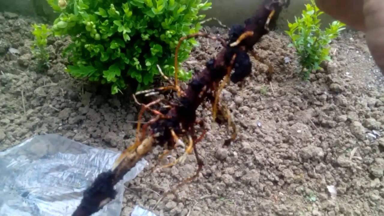 jak množit Tuje, či jiné rostliny -  ❗️Kompletní a podrobnější postup naleznete v prvním Komentářu❗️