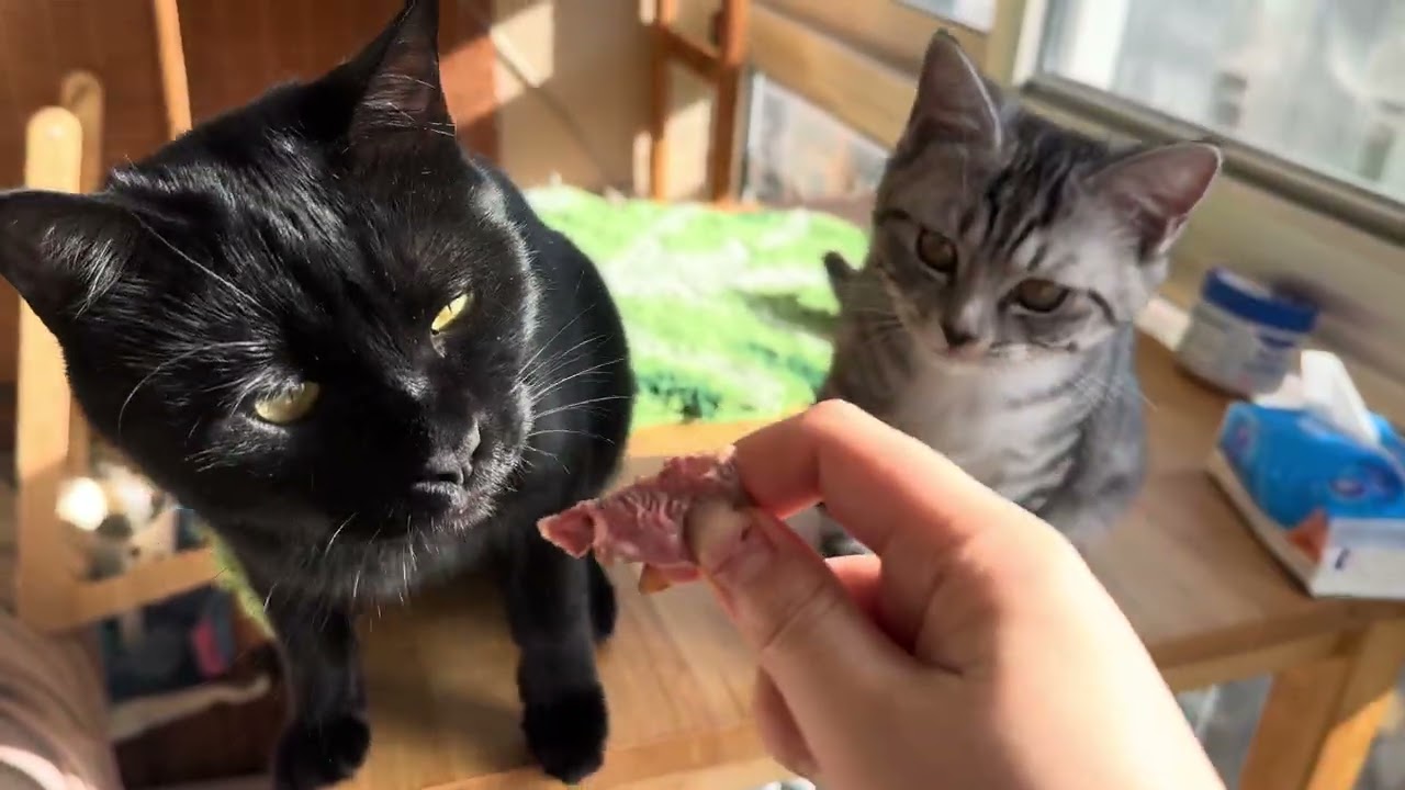 My cute kittens are meat lover.