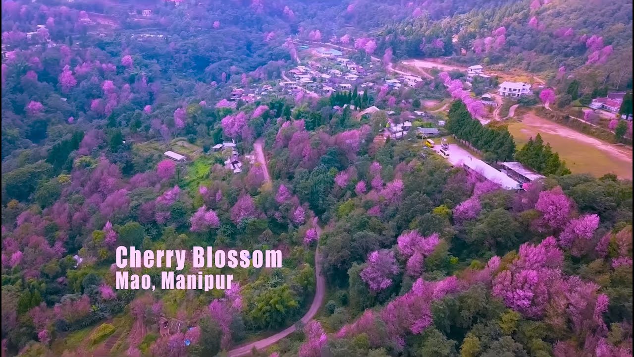 Virtual Cherry Blossom, Mao Festival, Manipur, 2021