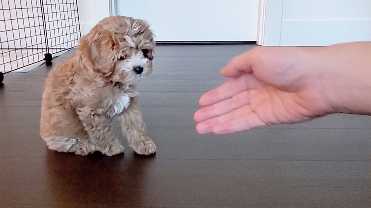 Puppy Practicing Shake For Treats