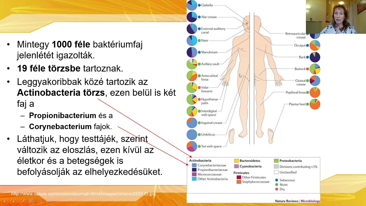 5. Szeboreás bőrök