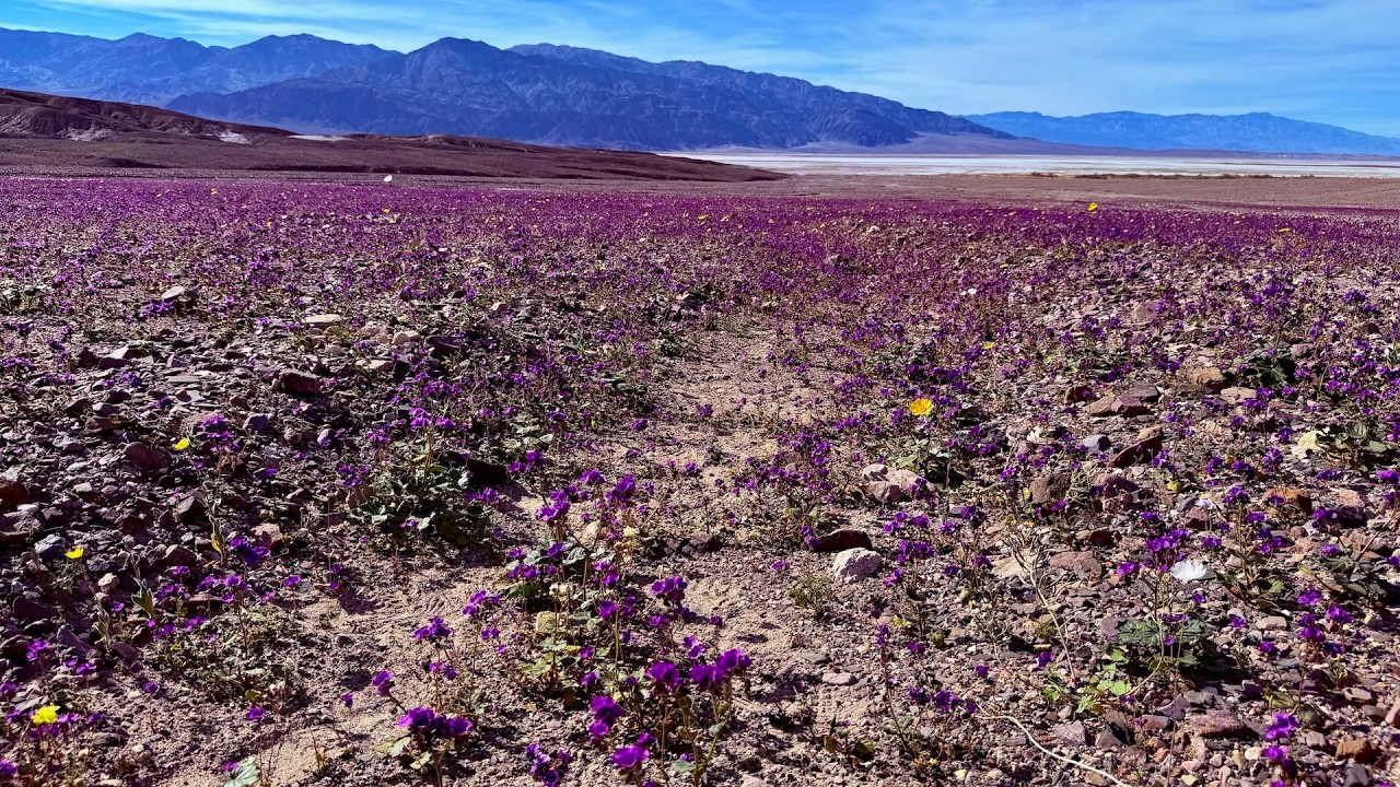 Update on the Superbloom 2026