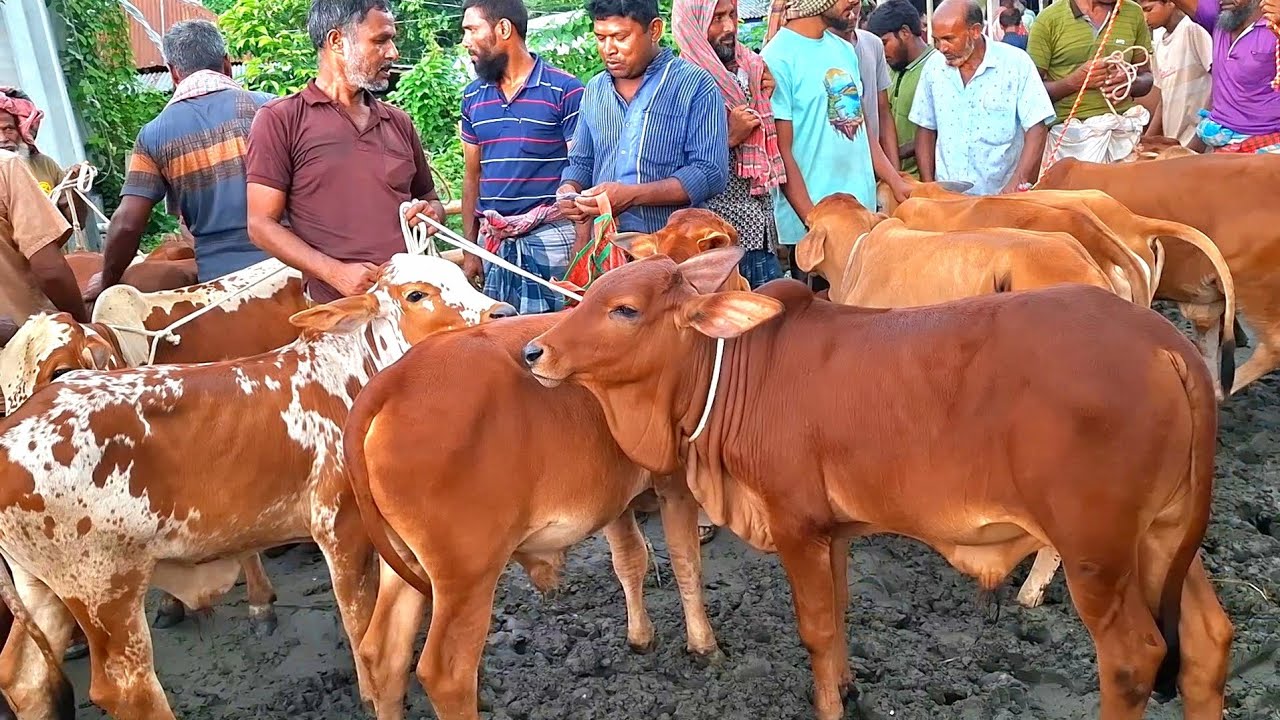 ২০ ফেব্রুয়ারি 2026| প্রচুর চাহিদা সম্পন্ন শাহীওয়াল জাতের ষাঁড় বাছুরের দাম | রানীগঞ্জ হাট | থেকে