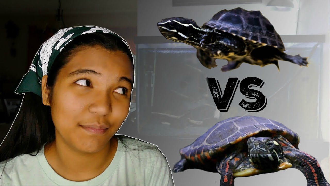 BEST BEGINNER TURTLES | Which turtle is best for me?