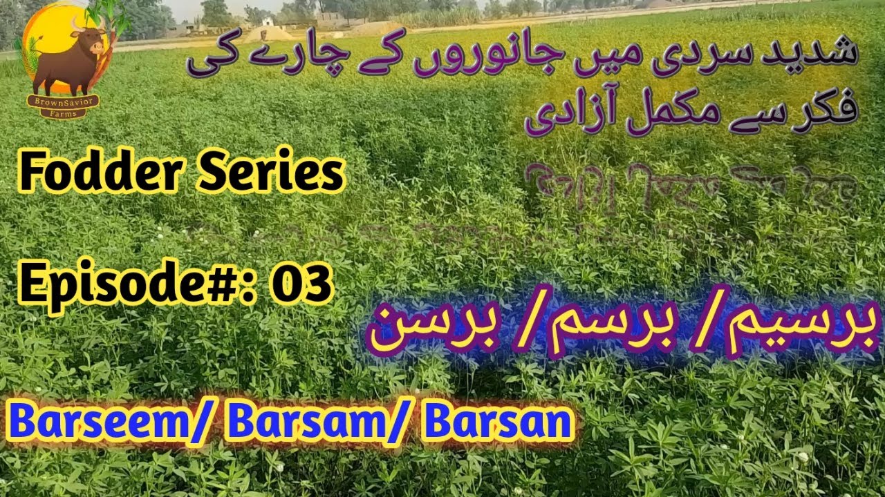 Berseem Grass at our Farm Part#01 | Fodder Series | Basic info Urdu/Hindi| 😍 ہمارے فارم پر برسم چارہ