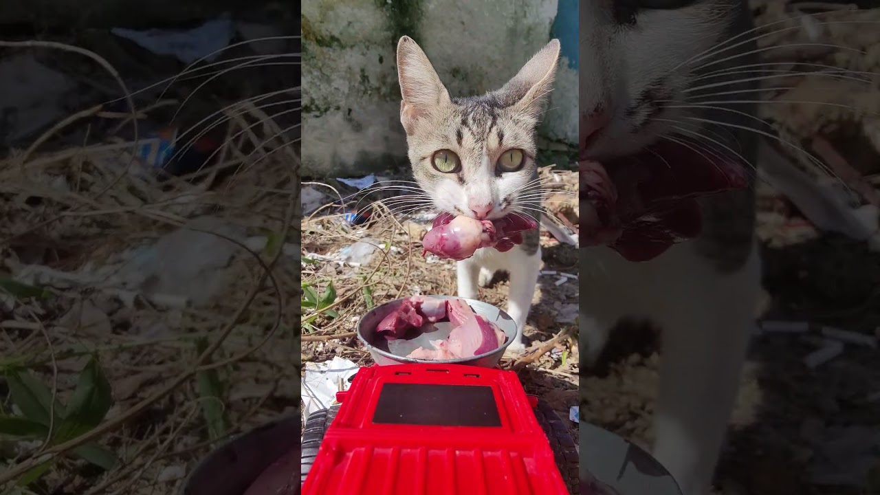 Food Delivery for Cats Using RC Car || ViralHog #cat #cute #food