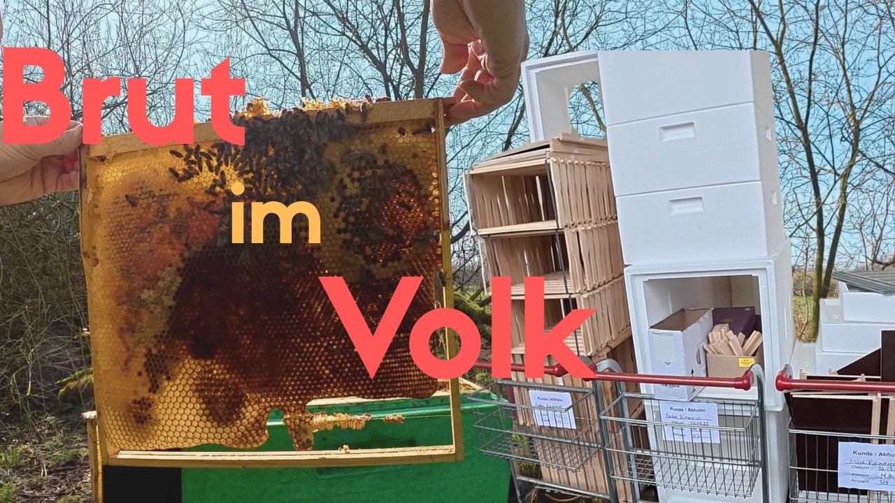 Imker - Vlog #17 Brut im Sorgenvolk und Bestellung f&uuml;r die Saison