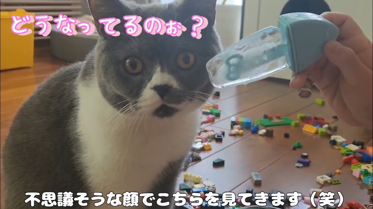【初体験】氷のキャンディーを初めて見て不思議そうにする猫ちゃん♪警戒しながら少しペロッ舐める姿がとっても可愛い♪【猫のいる暮らし】 cat  funny cute videos