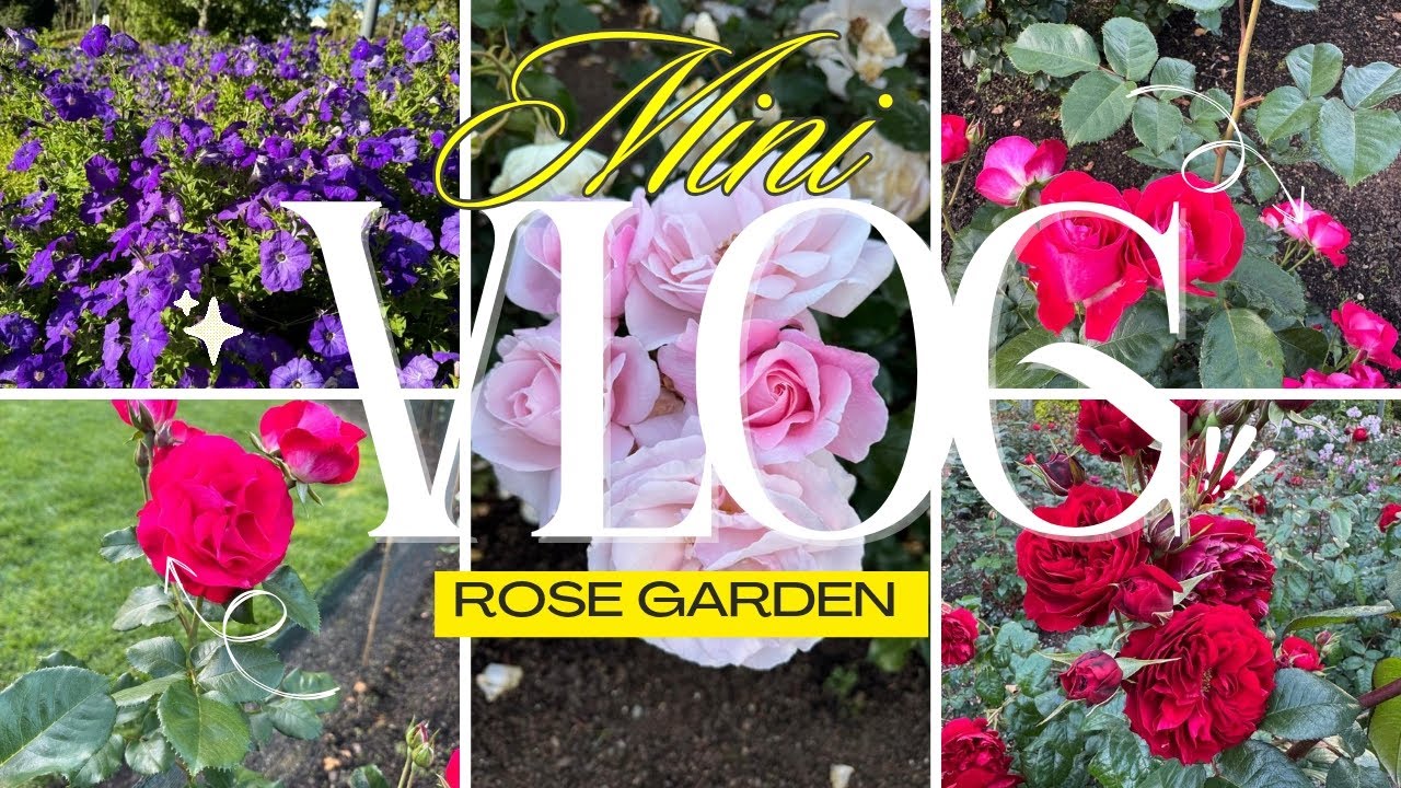 🌹 Rose Garden in Newzealand|| Hamilton| Hamilton gardens| #newzealand #indiansabroad#travel 