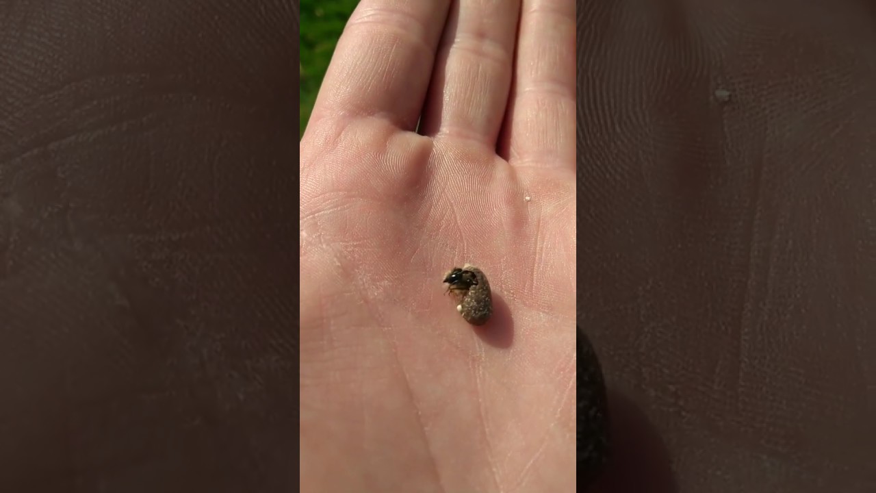 Red Mason Bee Emerges from Cocoon on My Hand!