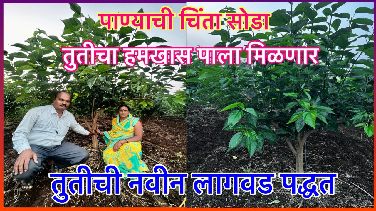 कमी पाण्यात तुती पाल्याचे हमखास उत्पादनाची लागवड पद्धत