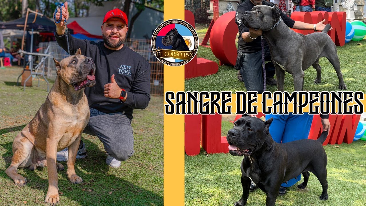 CANE CORSO de show ¿pierden su TEMPERAMENTO?