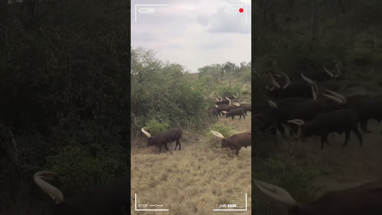 ⭕ANKOLE WATUSI CATTLE ✅ Biggest Bulls And Cow 