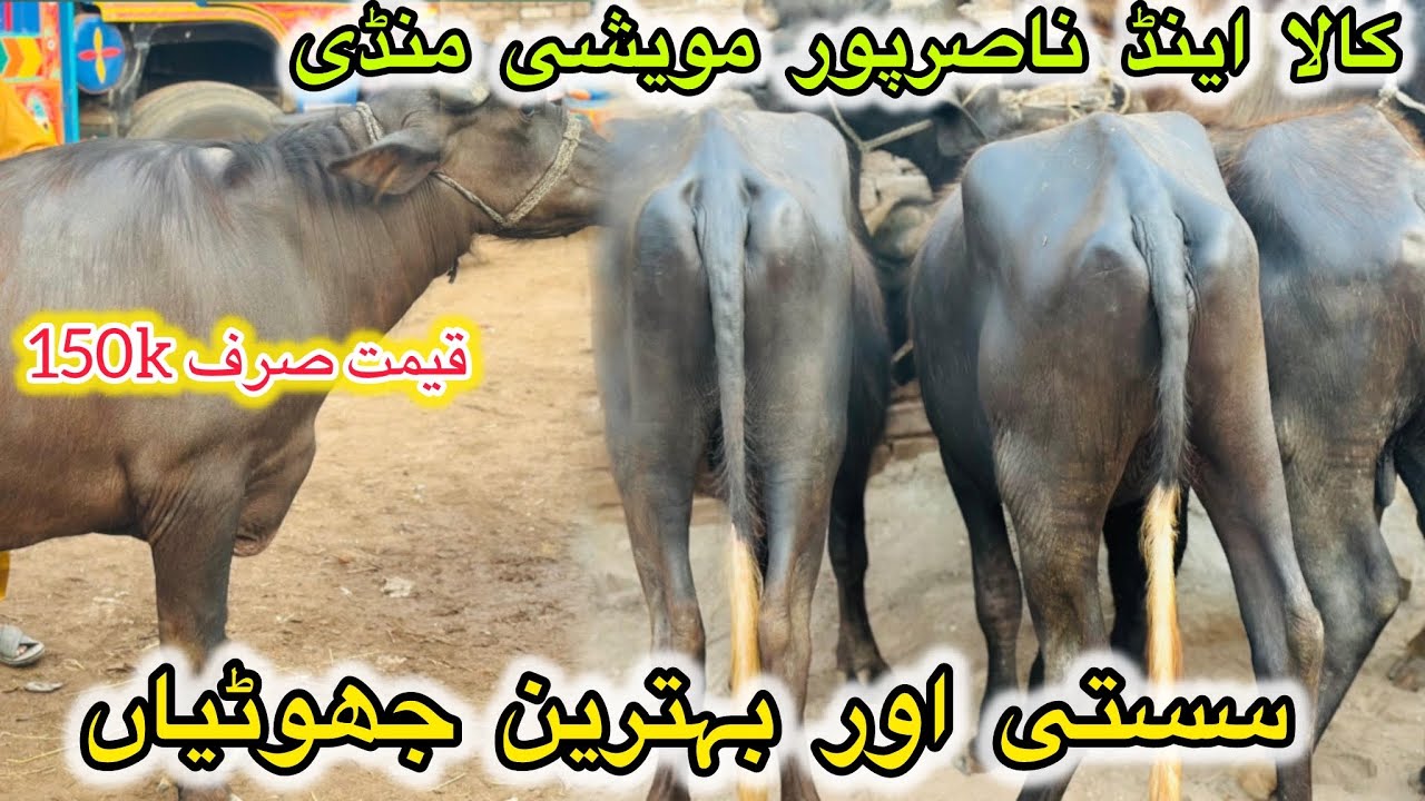 Buffalo Price Updates in Kala Mandi peshawar Latest updates 24/5/2025//Sasti Jhotiyan