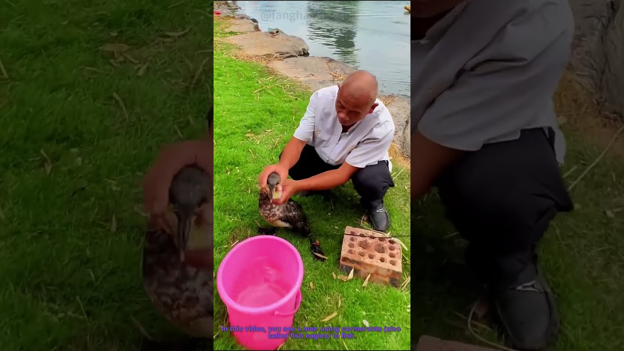 Traditional Cormorant Fishing: Man & Fish Eagle at Work