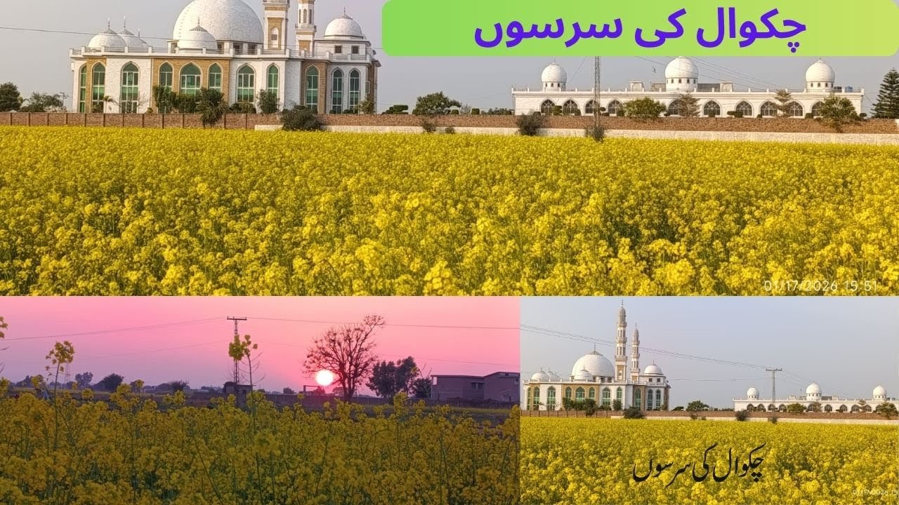 Mustard Fields of Chakwal | Sarson Benefits & Farming in Pakistan | Chakwal Plus