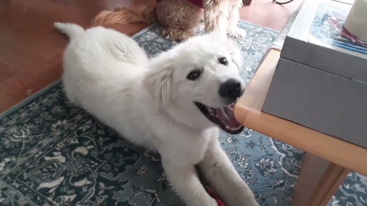 Potty Training Your Livestock Guardian Puppy