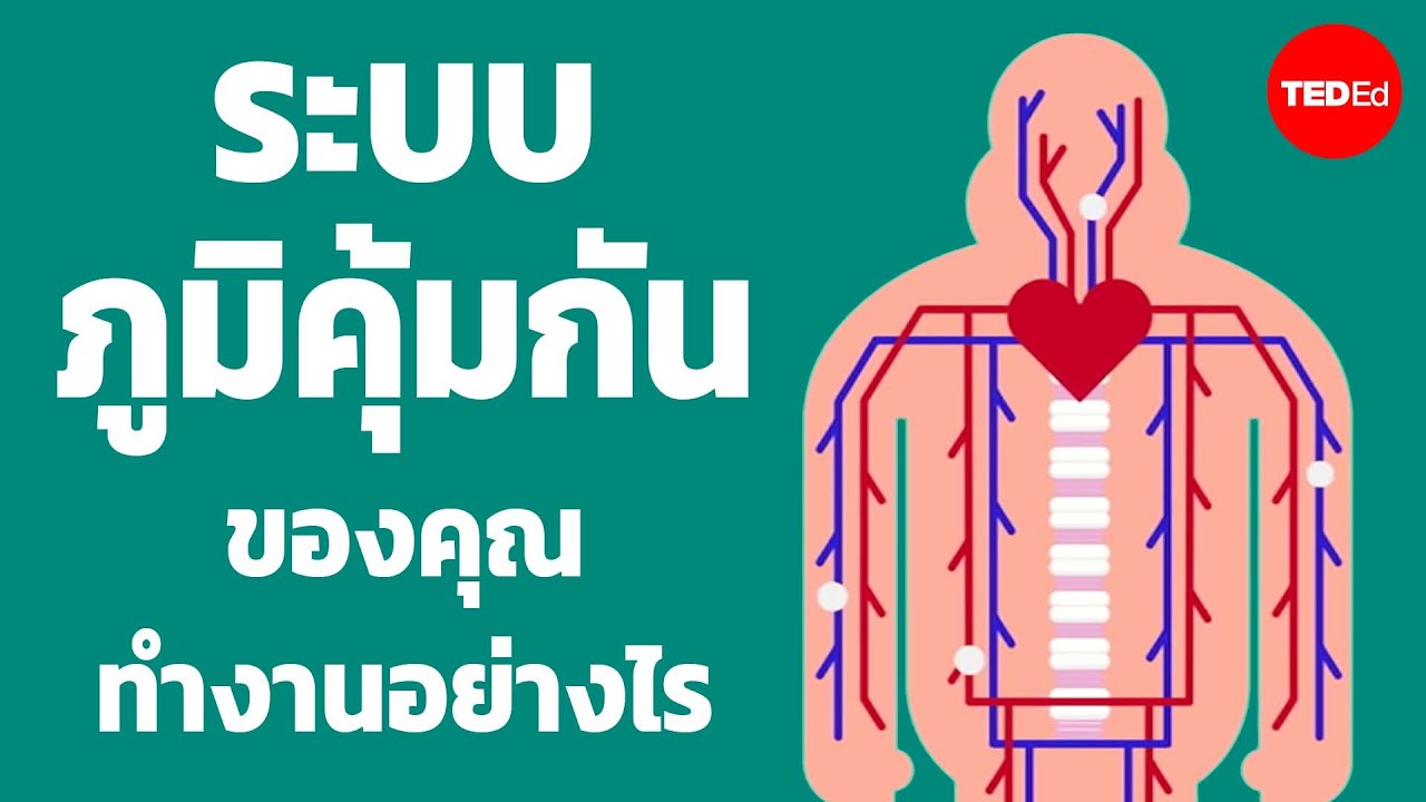 ระบบภูมิคุ้มกันทำงานอย่างไร - Emma Bryce