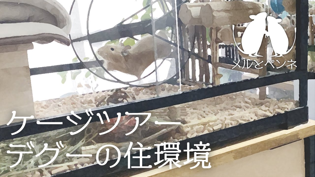 【デグー】 ケージツアー。我が家のデグー達の住環境を紹介します。