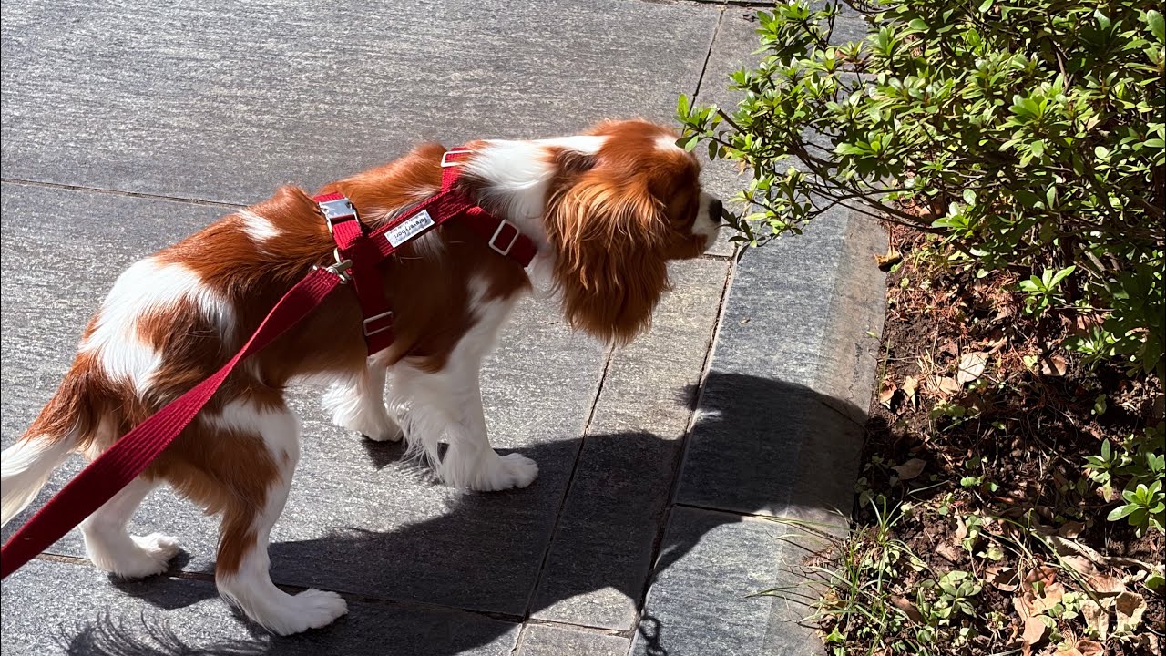 Cavalier King Charles Spaniel香香/滿十個月會開始抓獵物了😱