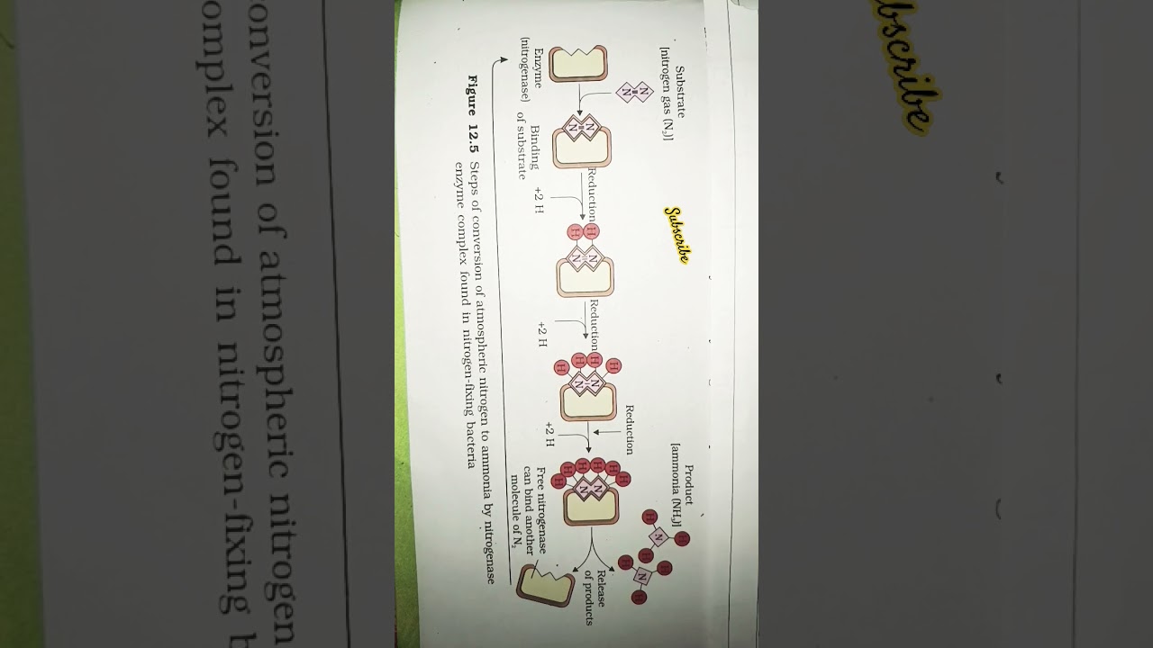 conversion of atm nitrogen to ammonia #neet2024 #motivation #study #biology #ncertbased #shorts