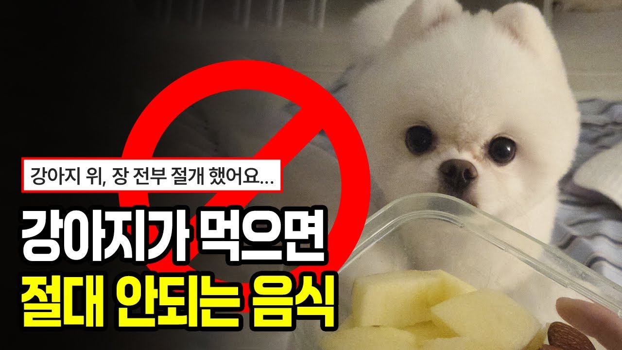 강아지가 먹으면 안되는 음식