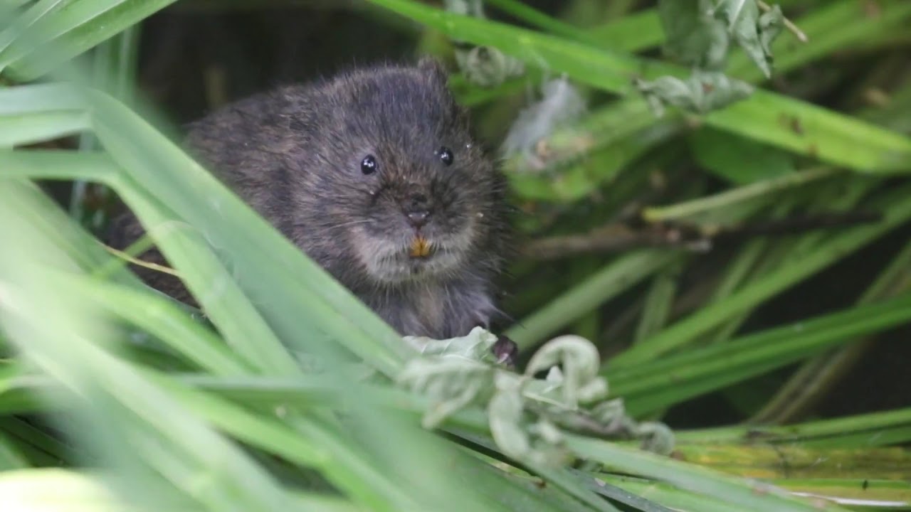Water Vole, Cherry Hinton Brook, Cambridge, 7/7/18