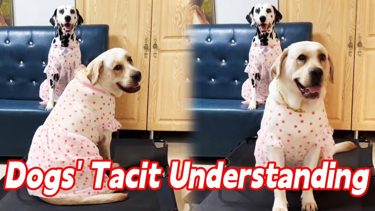 How Is Tacit Understanding Forged? One Signal Tells You What To Do!