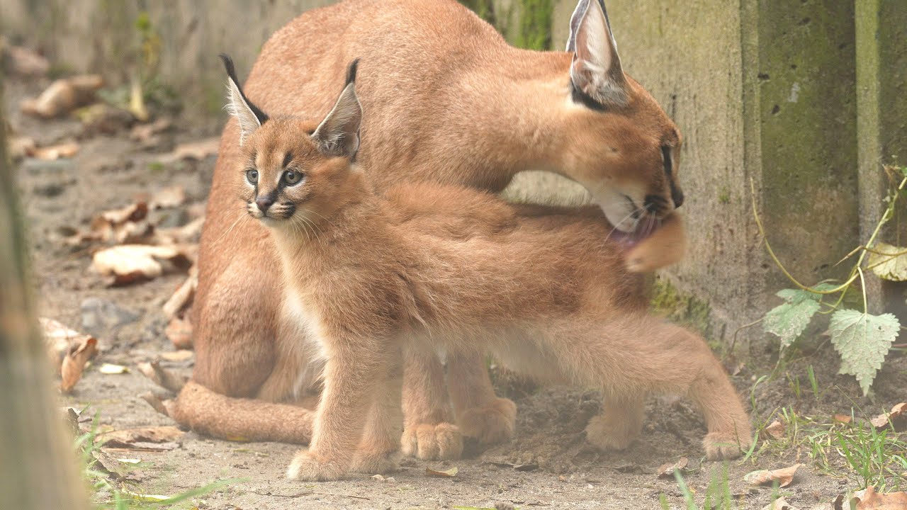 Nadílka kočičích mláďat v Zoo Ostrava