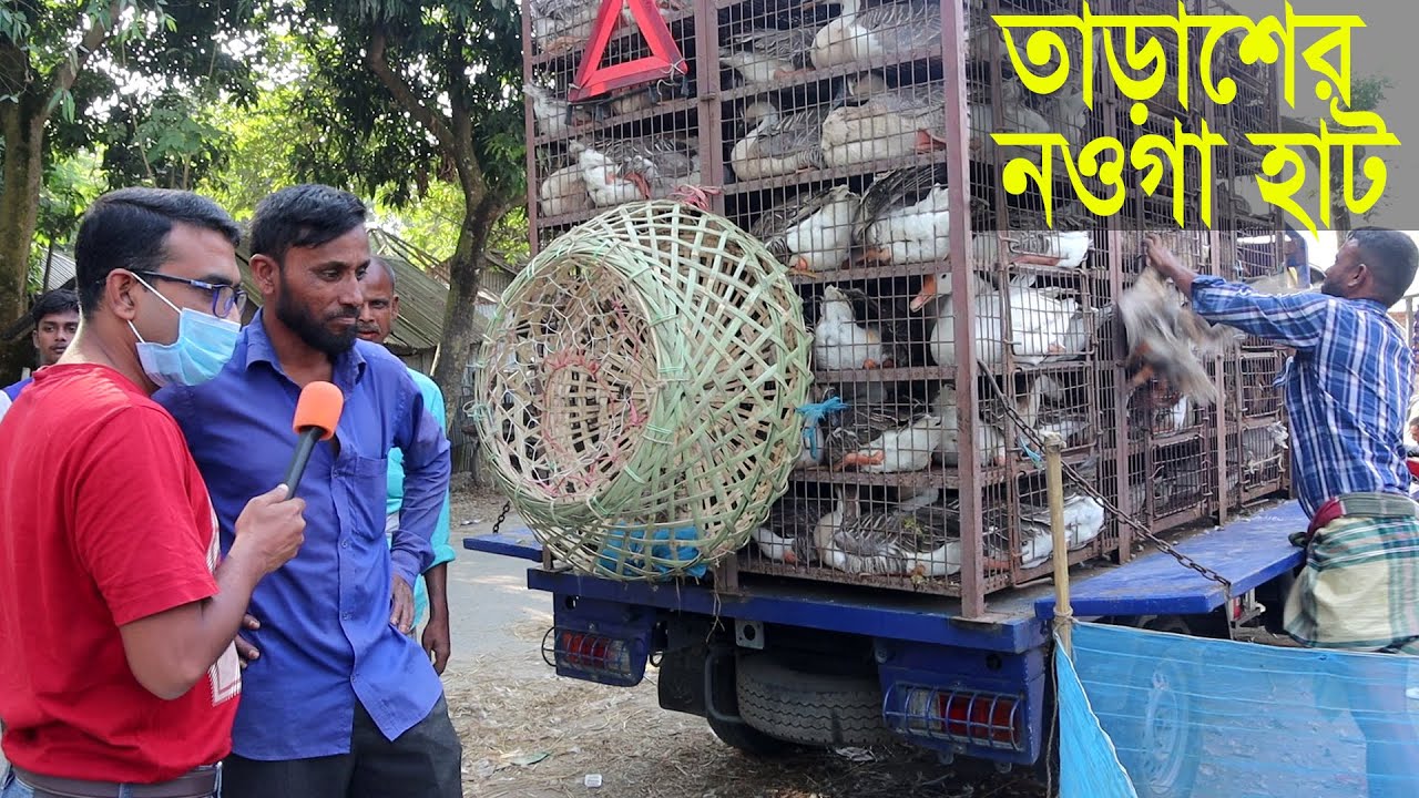 সিরাজগঞ্জ তাড়াশের নওগা হাটে দেশী হাঁস মুরগী গরু ছাগলের বিশাল হাট | গ্রামীন হাট বাজার