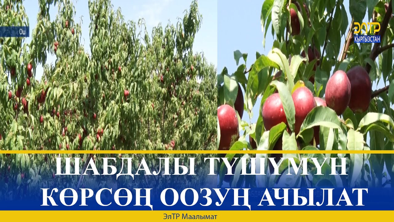 ШАБДАЛЫ БАКТА ТҮШҮМ ЖАКШЫ БОЛДУ