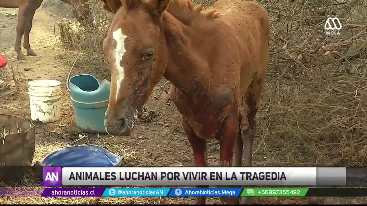 Incendios: Animales luchan por sobrevivir en la tragedia