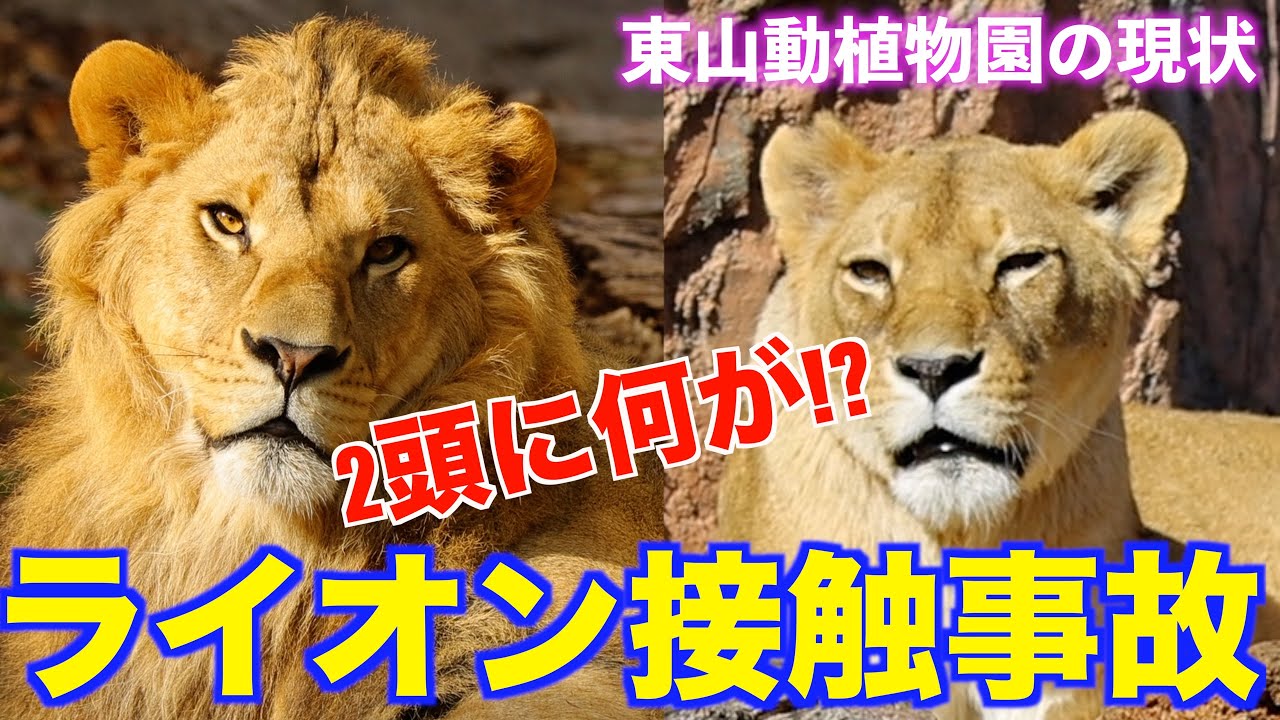 【東山動植物園】ライオンのレグルスとルナに何が!? 接触事故の真相とは… #lion #事故